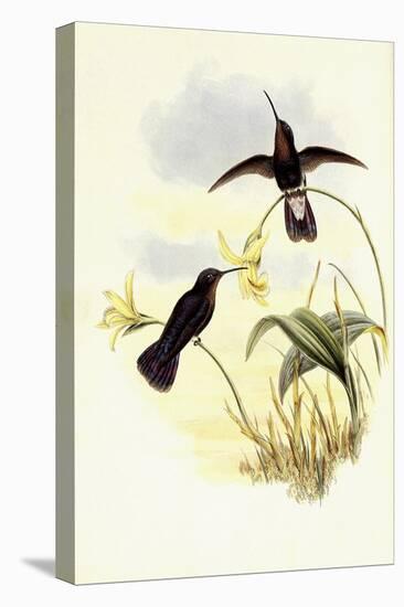 Buckley's Mountain Hummingbird, Pinarol?ma Buckleyi-John Gould-Premier Image Canvas