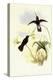 Buckley's Mountain Hummingbird, Pinarol?ma Buckleyi-John Gould-Premier Image Canvas