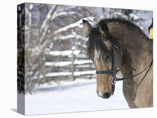 Buckskin Morgan Mare Head, Longmont, Colorado, USA-Carol Walker-Premier Image Canvas