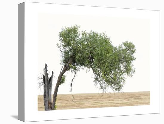 Bucolic Scene V-Golie Miamee-Stretched Canvas