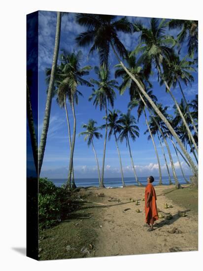 Buddhist Monk Looking up at Palm Trees Between Unawatuna and Weligama, Sri Lanka-Yadid Levy-Premier Image Canvas