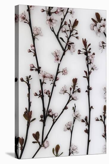 Budding Blossom-Assaf Frank-Stretched Canvas