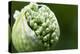 Budding Onion (Allium Cepa)-Matt Freedman-Premier Image Canvas