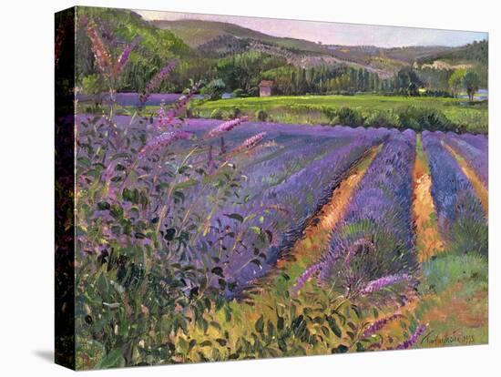 Buddleia and Lavender Field, Montclus, 1993-Timothy Easton-Premier Image Canvas