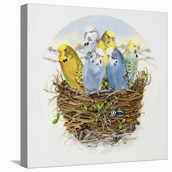 Budgerigars in a Nest, 1995-E.B. Watts-Premier Image Canvas