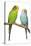 Budgerigars on Perch-null-Premier Image Canvas