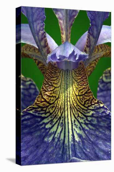 Bue Iris, Iris sibirica (photo)-null-Premier Image Canvas