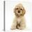 Buff American Cocker Spaniel Pup, China, 10 Weeks, Sitting-Mark Taylor-Premier Image Canvas