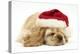 Buff American Cocker Spaniel Puppy, China, 10 Weeks Old, Asleep Wearing a Father Christmas Hat-Mark Taylor-Premier Image Canvas