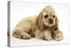 Buff American Cocker Spaniel Puppy, China, 10 Weeks, with a Dwarf Russian Hamster-Mark Taylor-Premier Image Canvas