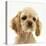 Buff American Cocker Spaniel Puppy, China, 10 Weeks-Mark Taylor-Premier Image Canvas