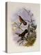 Buff-Breasted Hummingbird, Adelomyia Cervina-John Gould-Premier Image Canvas