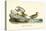 Buff breasted Sandpiper-John James Audubon-Stretched Canvas