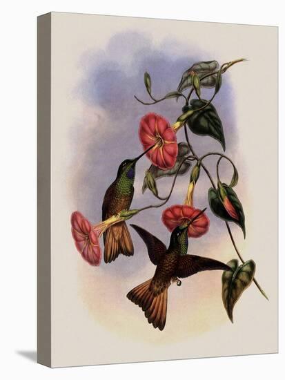 Buff-Tailed Star-Frontlet, Helianthea Osculans-John Gould-Premier Image Canvas