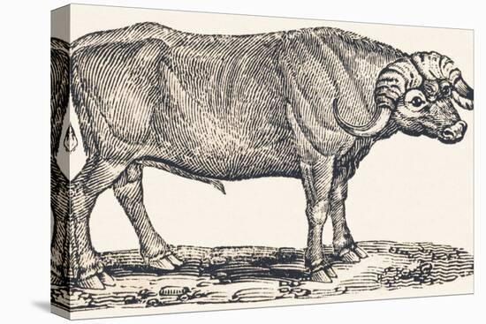 Buffalo, 1850 (Engraving)-Louis Simon (1810-1870) Lassalle-Premier Image Canvas