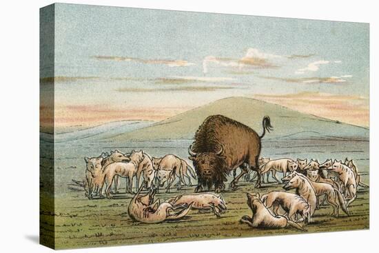 Buffalo and Coyotes-George Catlin-Premier Image Canvas