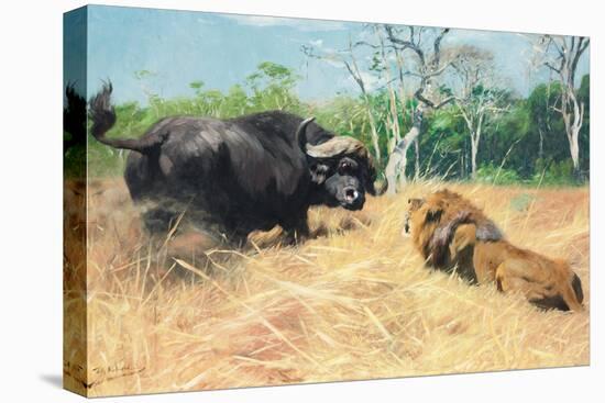 Buffalo and Lion before the Fight-Wilhelm Kuhnert-Premier Image Canvas