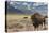 Buffalo. Grand Teton National Park, Wyoming.-Tom Norring-Premier Image Canvas