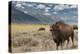 Buffalo. Grand Teton National Park, Wyoming.-Tom Norring-Premier Image Canvas