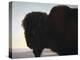 Buffalo Head-Albert Bierstadt-Premier Image Canvas