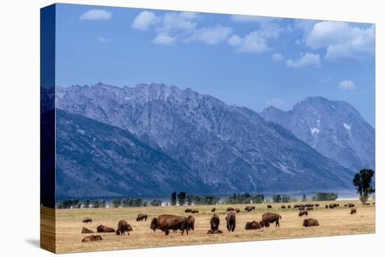 Buffalo Herd with Grand Teton Mountains behind. Grand Teton National Park, Wyoming.-Tom Norring-Premier Image Canvas