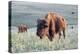 Buffalo in Custer State Park-Howie Garber-Premier Image Canvas