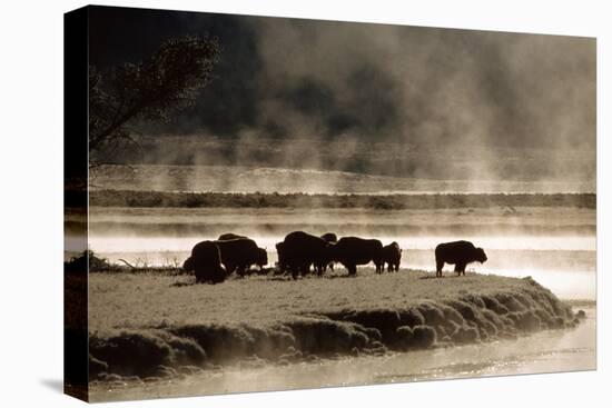 Buffalo in Yellowstone National Park WY USA-Panoramic Images-Premier Image Canvas