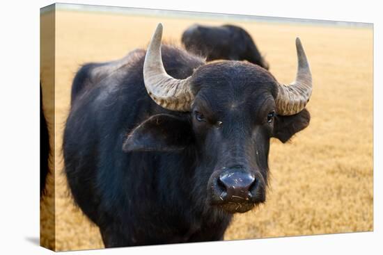 Buffalo, National Park of Ichkeul, Bizerte Province, Tunisia, North Africa-Nico Tondini-Premier Image Canvas