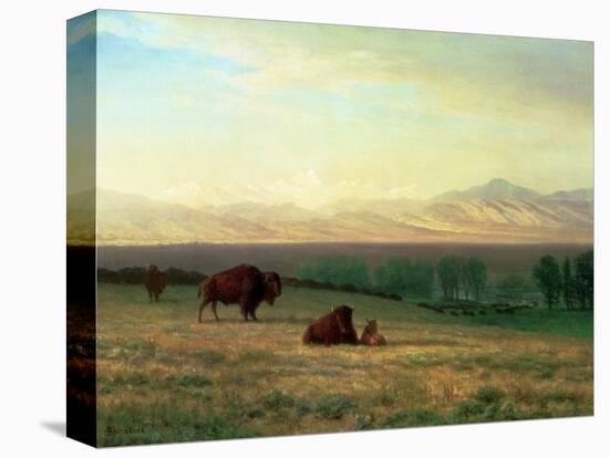 Buffalo on the Plains, C.1890-Albert Bierstadt-Premier Image Canvas