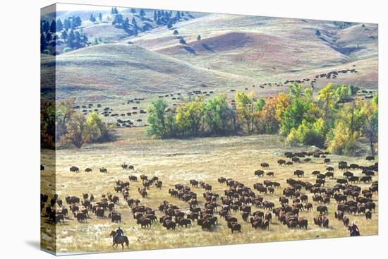 Buffalo Round-Up, Custer State Park, South Dakota-null-Premier Image Canvas