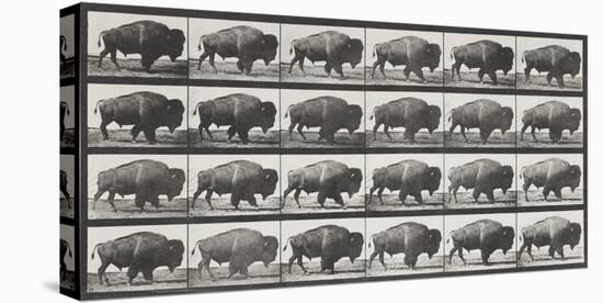 Buffalo Walking-Eadweard Muybridge-Stretched Canvas