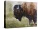 Buffalo-Rusty Frentner-Premier Image Canvas