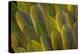 Buffon's Macaw Wing Feather Design-Darrell Gulin-Premier Image Canvas