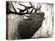 Bugling Bull Elk-Angela Bawden-Stretched Canvas