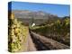 Buitenverwachting Wine Farm, Constantia, Cape Province, South Africa, Africa-Sergio Pitamitz-Premier Image Canvas