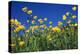 Bulbous Buttercup-null-Premier Image Canvas