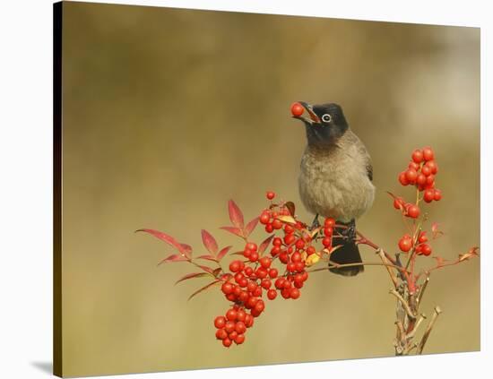 Bulbul With Nandina-Shlomo Waldmann-Stretched Canvas