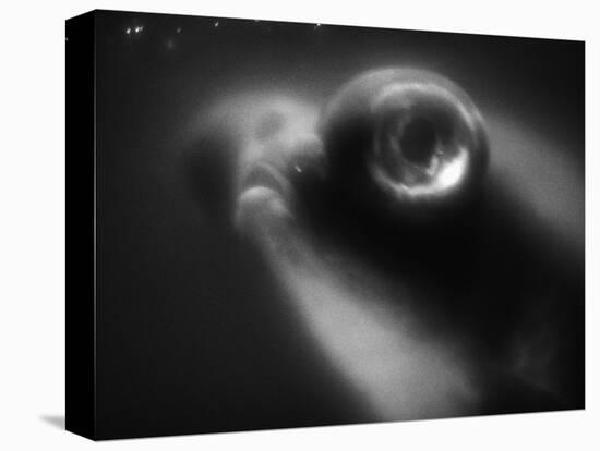 Bulging Eyes of Goldfish-Henry Horenstein-Premier Image Canvas