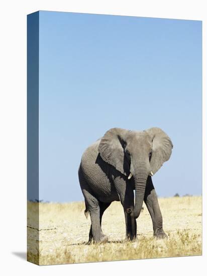 Bull African Elephants, Loxodonta Africana, Etosha National Park, Namibia, Africa-Ann & Steve Toon-Premier Image Canvas