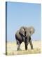 Bull African Elephants, Loxodonta Africana, Etosha National Park, Namibia, Africa-Ann & Steve Toon-Premier Image Canvas