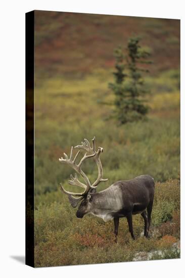 Bull Caribou Wildlife, Denali National Park, Alaska, USA-Gerry Reynolds-Premier Image Canvas