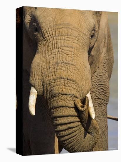 Bull Elephant, Loxodonta Africana, Addo Elephant National Park, Eastern Cape, South Africa-Steve & Ann Toon-Premier Image Canvas