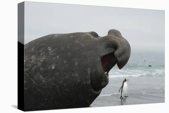 Bull Elephant Seal (Mirounga Sp) Portrait With Penguin Walking Along Beach-Michael Pitts-Premier Image Canvas