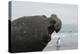 Bull Elephant Seal (Mirounga Sp) Portrait With Penguin Walking Along Beach-Michael Pitts-Premier Image Canvas