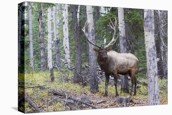 Bull Elk after a mud bath-Ken Archer-Premier Image Canvas