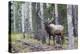 Bull Elk after a mud bath-Ken Archer-Premier Image Canvas