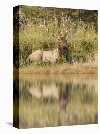 Bull Elk Along Madison River, Yellowstone National Park, Wyoming-Adam Jones-Premier Image Canvas