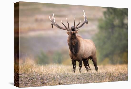 Bull Elk Bugling in Montana-Jason Savage-Stretched Canvas