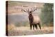 Bull Elk Bugling in Montana-Jason Savage-Stretched Canvas