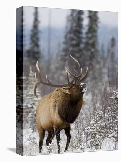 Bull Elk Bugling in the Snow, Jasper National Park, Unesco World Heritage Site, Alberta, Canada-James Hager-Premier Image Canvas